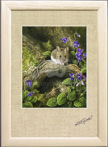 Image of Woodmouse & Dog Violet, The Artist's Garden, St. Columb Major, Cornwall